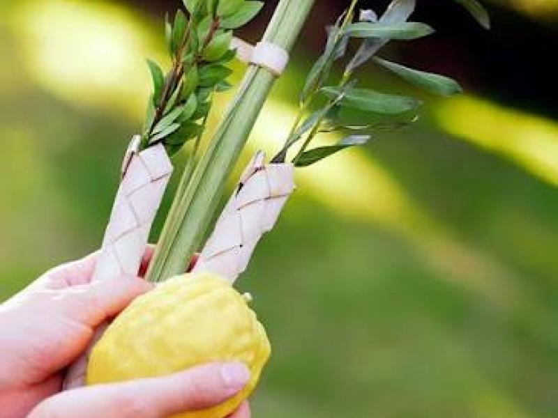 Lulav & Etrog